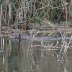 Hydromys chrysogaster (Rakali or Water Rat) at Campbell, ACT - 28 May 2018 by MichaelBedingfield