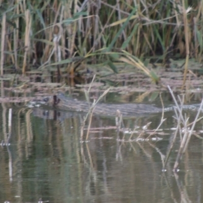 Hydromys chrysogaster (Rakali or Water Rat) at Campbell, ACT - 28 May 2018 by michaelb