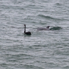 Cygnus atratus (Black Swan) at Ulladulla, NSW - 9 Mar 2016 by Charles Dove