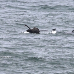 Cygnus atratus at Ulladulla, NSW - 10 Mar 2016