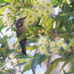 Melithreptus brevirostris (Brown-headed Honeyeater) at Ulladulla, NSW - 8 Mar 2016 by CharlesDove