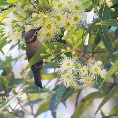 Melithreptus brevirostris (Brown-headed Honeyeater) at Ulladulla, NSW - 7 Mar 2016 by Charles Dove