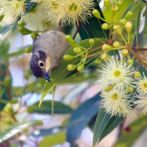 Melithreptus brevirostris at Ulladulla, NSW - 8 Mar 2016