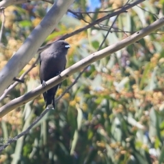 Artamus cyanopterus (Dusky Woodswallow) at Ulladulla, NSW - 7 Mar 2016 by Charles Dove