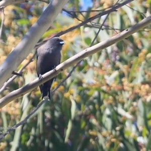 Artamus cyanopterus at Ulladulla, NSW - 8 Mar 2016