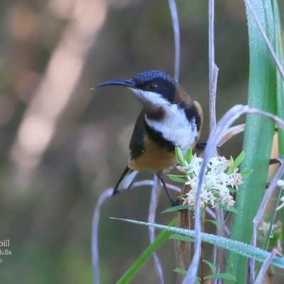 Acanthorhynchus tenuirostris (Eastern Spinebill) at Ulladulla, NSW - 7 Mar 2016 by Charles Dove