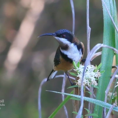 Acanthorhynchus tenuirostris (Eastern Spinebill) at Ulladulla, NSW - 8 Mar 2016 by CharlesDove
