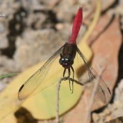 Orthetrum villosovittatum (Fiery Skimmer) at Ulladulla, NSW - 7 Mar 2016 by Charles Dove