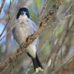 Cracticus torquatus (Grey Butcherbird) at Ulladulla, NSW - 7 Mar 2016 by Charles Dove