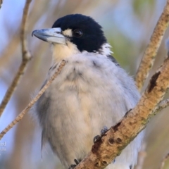 Cracticus torquatus at Ulladulla, NSW - 8 Mar 2016