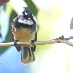 Rhipidura albiscapa (Grey Fantail) at Ulladulla, NSW - 8 Mar 2016 by CharlesDove