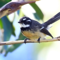 Rhipidura albiscapa at Ulladulla, NSW - 8 Mar 2016