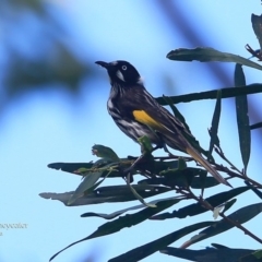 Phylidonyris novaehollandiae (New Holland Honeyeater) at Ulladulla, NSW - 7 Mar 2016 by Charles Dove