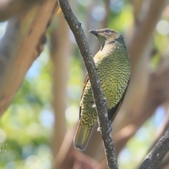 Ptilonorhynchus violaceus (Satin Bowerbird) at Ulladulla, NSW - 7 Mar 2016 by Charles Dove