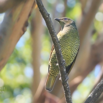 Ptilonorhynchus violaceus (Satin Bowerbird) at Ulladulla, NSW - 8 Mar 2016 by CharlesDove