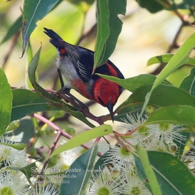 Myzomela sanguinolenta (Scarlet Honeyeater) at Ulladulla, NSW - 8 Mar 2016 by CharlesDove