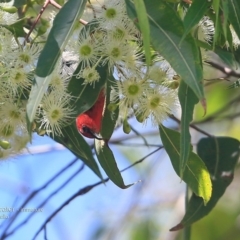 Myzomela sanguinolenta at Ulladulla, NSW - 8 Mar 2016 12:00 AM