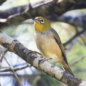 Zosterops lateralis at Ulladulla, NSW - 8 Mar 2016 12:00 AM