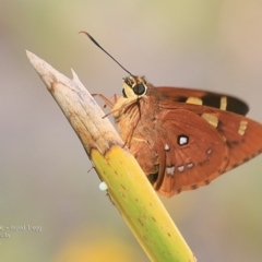Trapezites symmomus (Splendid Ochre) at Ulladulla, NSW - 8 Mar 2016 by CharlesDove