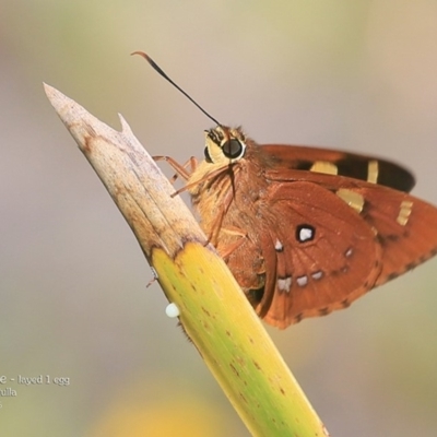 Trapezites symmomus (Splendid Ochre) at Ulladulla, NSW - 8 Mar 2016 by CharlesDove