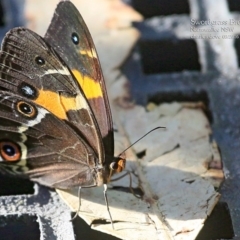 Tisiphone abeona (Varied Sword-grass Brown) at Narrawallee Foreshore Reserves Walking Track - 8 Mar 2016 by Charles Dove