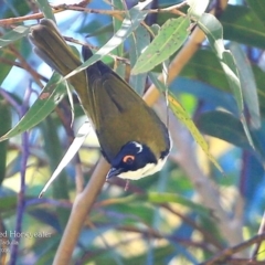 Melithreptus lunatus (White-naped Honeyeater) at Ulladulla, NSW - 8 Mar 2016 by CharlesDove