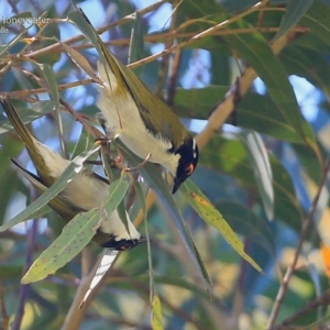 Melithreptus lunatus at Ulladulla, NSW - 8 Mar 2016