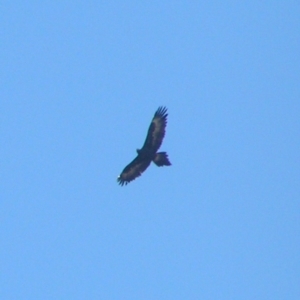 Aquila audax at Kambah, ACT - 10 Jun 2018