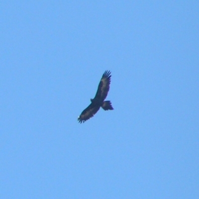 Aquila audax (Wedge-tailed Eagle) at Kambah, ACT - 10 Jun 2018 by MatthewFrawley