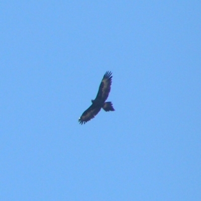 Aquila audax (Wedge-tailed Eagle) at Kambah, ACT - 10 Jun 2018 by MatthewFrawley