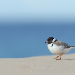 Charadrius rubricollis (Hooded Plover) at Eden, NSW - 14 Jun 2018 by Leo