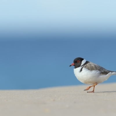 Charadrius rubricollis (Hooded Plover) at Ben Boyd National Park - 14 Jun 2018 by Leo