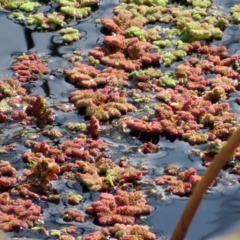 Azolla filiculoides (Water Fern) at Fyshwick, ACT - 15 Jun 2018 by RodDeb