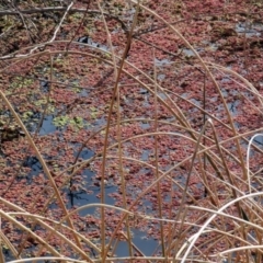 Azolla rubra at Fyshwick, ACT - 15 Jun 2018