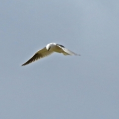 Elanus axillaris (Black-shouldered Kite) at Fyshwick, ACT - 15 Jun 2018 by RodDeb