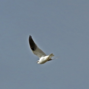 Elanus axillaris at Fyshwick, ACT - 15 Jun 2018