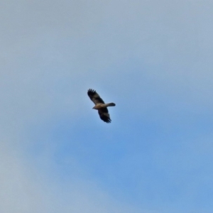 Haliastur sphenurus at Fyshwick, ACT - 15 Jun 2018 12:58 PM