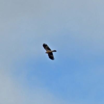 Haliastur sphenurus (Whistling Kite) at Jerrabomberra Wetlands - 15 Jun 2018 by RodDeb