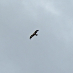 Haliastur sphenurus at Fyshwick, ACT - 15 Jun 2018 12:58 PM