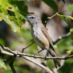 Gerygone mouki (Brown Gerygone) at Mollymook, NSW - 2 Mar 2016 by CharlesDove