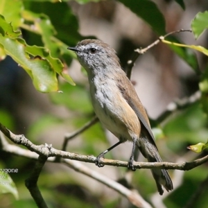 Gerygone mouki at Mollymook, NSW - 2 Mar 2016