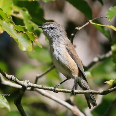 Gerygone mouki (Brown Gerygone) at Mollymook, NSW - 2 Mar 2016 by CharlesDove