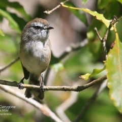 Gerygone mouki at Mollymook, NSW - 2 Mar 2016