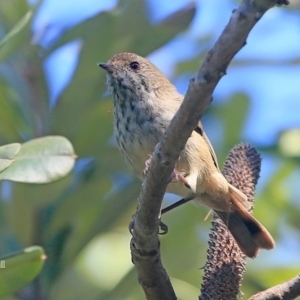 Acanthiza pusilla at Mollymook, NSW - 3 Mar 2016