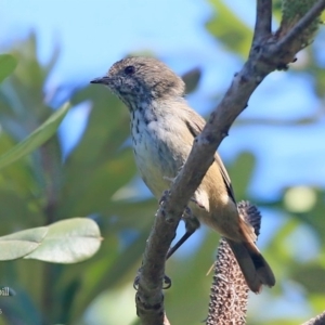 Acanthiza pusilla at Mollymook, NSW - 3 Mar 2016