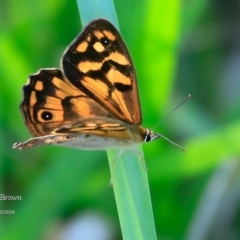 Heteronympha merope (Common Brown Butterfly) at Yatteyattah Nature Reserve - 3 Mar 2016 by Charles Dove