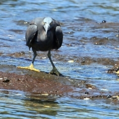 Egretta sacra (Eastern Reef Egret) at Ulladulla, NSW - 1 Mar 2016 by CharlesDove