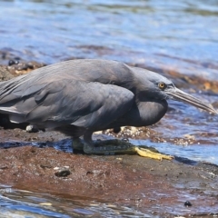 Egretta sacra at Ulladulla, NSW - 1 Mar 2016