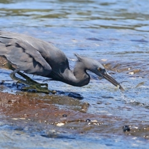 Egretta sacra at Ulladulla, NSW - 1 Mar 2016 12:00 AM