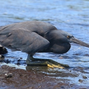 Egretta sacra at Ulladulla, NSW - 1 Mar 2016